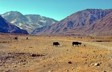 Tibet (154 von 257).jpg